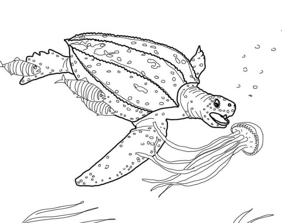 dibujo tortuga laud para colorear