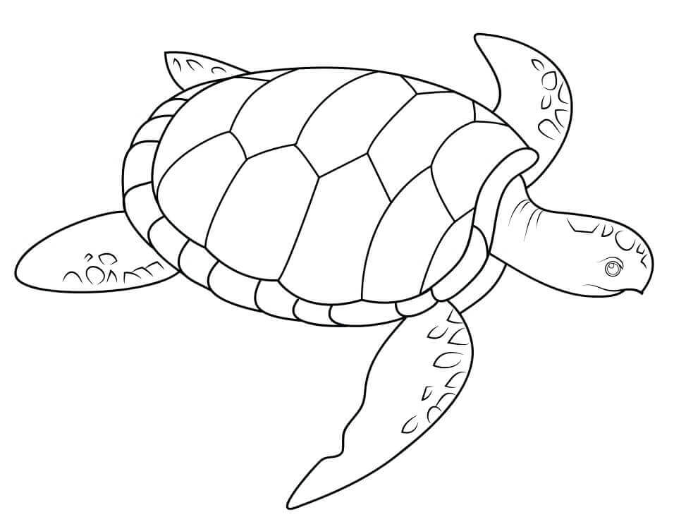 dibujo tortuga marina bebe para colorear