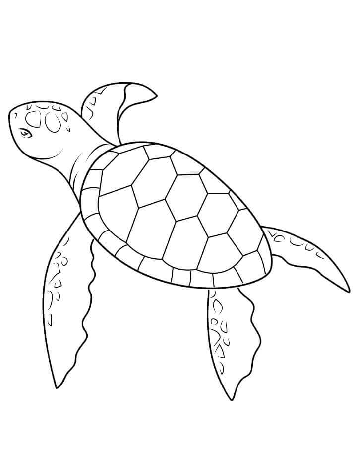 dibujo tortuga marina divertida para colorear