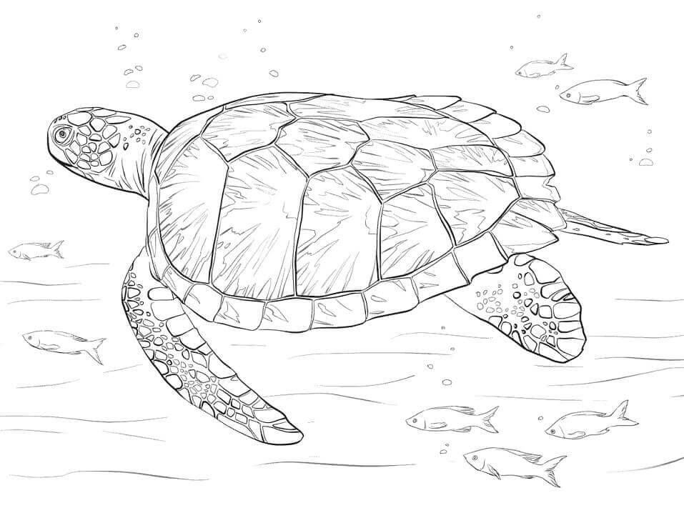 dibujo tortuga marina para colorear