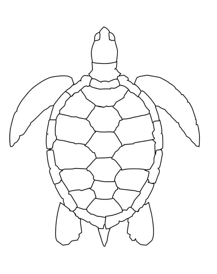 dibujo tortuga marina verde para colorear