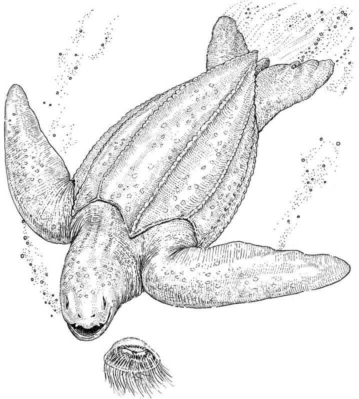 dibujo tortuga normal para colorear