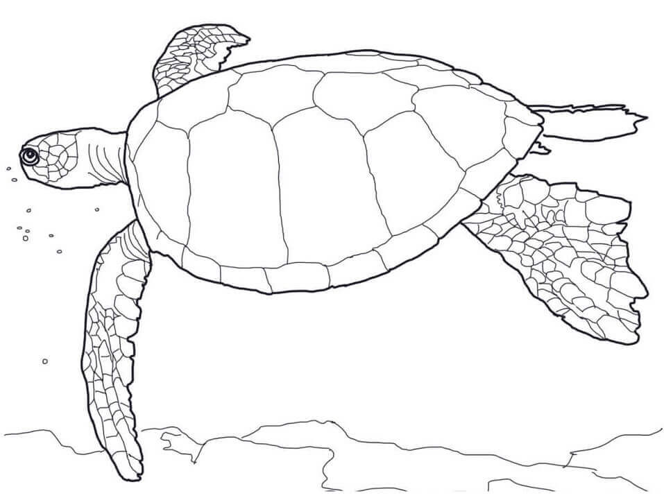 dibujo tortuga verde hawaiana para colorear