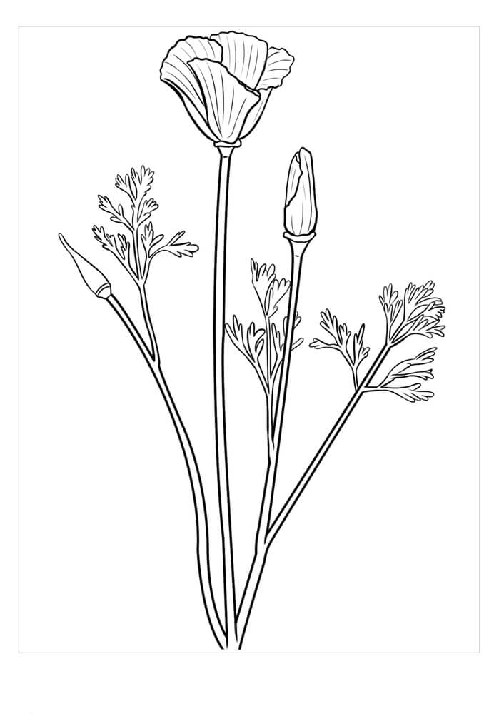 Dibujo De Trillium Perfecto Para Colorear Y Imprimir