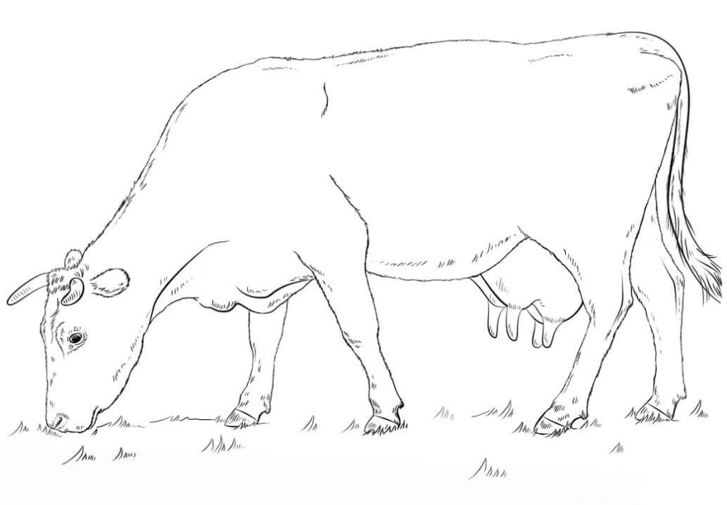 Dibujo de Vaca Pastando para Colorear y Imprimir